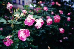 roze infrigurate
